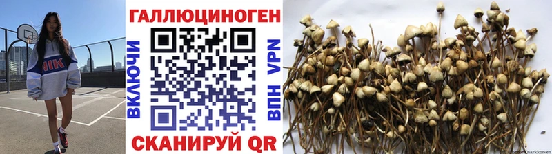 Галлюциногенные грибы Psilocybine cubensis  купить закладку  Белогорск 